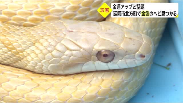 珍客発見 延岡市北方町で金色のヘビ 宮崎県 Themedia